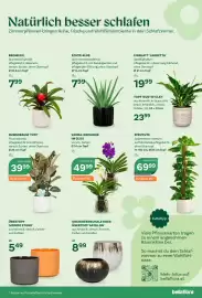 Bellaflora Flugblatt Seite 5: Vanda-Orchidee im Glas €49,99, Gummibaum 'Tuff' €39,99