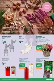 Bellaflora Flugblatt Seite 7: Knospenheide Beauty Ladies® 'Trio' €5,99, Engel natur €5,99