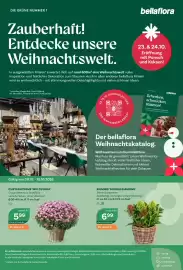 Bellaflora Flugblatt Seite 8: Skimmie 'Double Diamond' €6,99, Chrysantheme 'Multiflora' €5,99