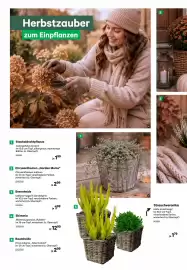 BayWa Prospekt Seite 2: Strauchveronika €1,79, Baumheide €2,99