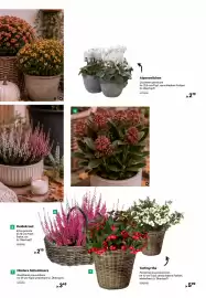 BayWa Prospekt Seite 3: Heidekraut €2,19, Chrysanthemen Garden Mums €2,99