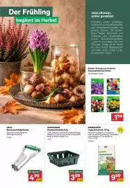 BayWa Prospekt Seite 5: Steckzwiebeln €1,59, Okay Blumenzwiebelpflanzer €4,99