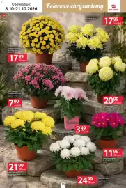 Selgros gazetka Strona 10: Chryzantema €17,99