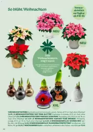 Bellaflora Flugblatt Seite 46