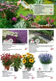 Salzburger Lagerhaus Flugblatt Seite 10: Salvia »Sallyfun Deep Ocean« €3,69