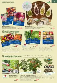 Salzburger Lagerhaus Flugblatt Seite 13: Blumenzwiebel Kiepenkerl €3,59, Gemüsepfanzen €3,59
