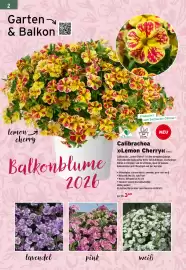 Salzburger Lagerhaus Flugblatt Seite 4: 2 Garten & Balkon lemon a cherry Balkonblume 2026 lavendel pink Produziert vom