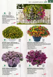 Salzburger Lagerhaus Flugblatt Seite 5: Surfinia Hängepetunie €3,69, Calibrachoa (Zauberglöckchen) »Trio« €3,99