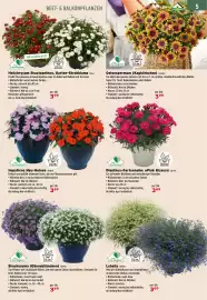 Salzburger Lagerhaus Flugblatt Seite 7: Impatiens Neu-Guinea €3,69, Brachycome (Gänseblümchen) €3,69
