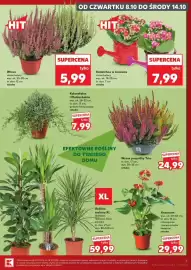 Kaufland gazetka tydzień 41 Strona 7: HIT OD CZWARTKU 8.10 DO ŚRODY 14.10 HIT Wrzos różne kolory wys. ok. 23-28 cm, śr. don