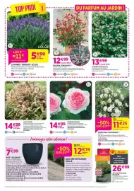 Catalogue Delbard page 4: Ecloz jasmin étoilé ecloz €13,99, Décorosier rosier nain décorosier €11,25