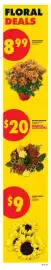 No Frills flyer week 41 Page 12: Sunflowers €9,00, Pelee mums €8,99