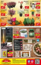 Zimmermann Prospekt woche 42 Seite 16: Chrysanthemen** Eintrieber €0,99