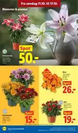 Lidl tilbudsavis uge 42 Side 34: Krysantemum €15,00, Roser €26,00