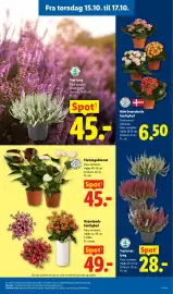 Lidl tilbudsavis uge 42 Side 35: Trefarvet lyng €28,00, Flamingoblomst €45,00