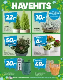 Bilka tilbudsavis uge 41 Side 15: Skimmia €50,00, Cypres €22,00