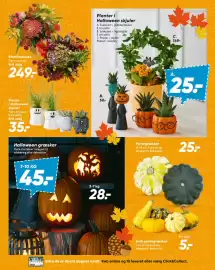 Bilka tilbudsavis uge 41 Side 9: KAHVEMIK EMI Planter i Halloween skjuler A. Sukkulent i græskarskjuler. 6 cm potte. B