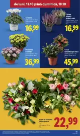 Catalog Lidl săptămâna 42 Pagină 51: Cactus Schlumbergera maxi €45,99, Crizantemă multifloră €36,99
