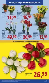 Catalog Lidl săptămâna 42 Pagină 53: Amaryllis €26,99, Buchet de lalale €26,99