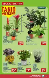 ALDI gazetka Strona 11: Żurawka amerykańska Gardenline €15,99