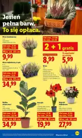 Lidl gazetka Strona 85: Wrzos dwukolorowy €9,99, Różyczki trójkolorowe €27,99