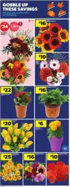 Atlantic Superstore flyer week 41 Page 14: Seasonal Upgrade €16,00, Seasonal Garden €22,00