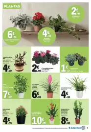 Folheto E.Leclerc Página 5: Tillandsia charlie passion €6,59, Ficus €7,99