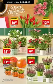 Biedronka gazetka Strona 12: Róża 11 szt €12,99, Tulipany, 9 szt €16,99