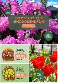 Plantorama tilbudsavis Side 2: PÅSKELILJELØG 'GR. YELLOW' €99,95, TULIPANLØG 'TRIUMPH MIX' €99,95