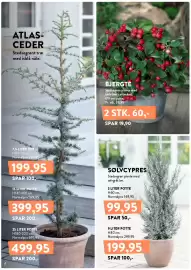 Plantorama tilbudsavis Side 4: BJERGTE €60,00, SØLVCYPRES €99,95