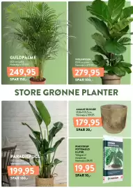 Plantorama tilbudsavis Side 6: AMALIE SKJULER €179,95, GULDPALME €249,95