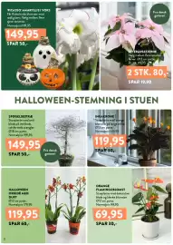 Plantorama tilbudsavis Side 8: EFTERÅRSSTJERNE €80,00, SPØGELSESTRÆ €149,95