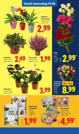 Lidl folder week 42 Pagina 24: Anthurium €3,99, Bloembollen €4,99