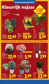 Lidl folder week 42 Pagina 25: Parelbes* €3,99, Herfst-arrangement Fusion* €12,49