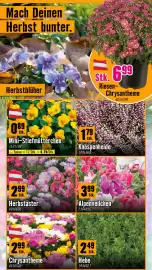 Hornbach Flugblatt Seite 2: Mach Deinen Herbst bunter. Herbstblüher Πε Stk. 6.99 Riesen- Chrysantheme 4050390 089 Stk