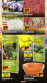 Hornbach Flugblatt Seite 3: 089 Stk. Stiefmütterchen 1976041 Tasse = 12 Stk. = 0.79/Stk. 3.99 Stk. Heidekraut 1974523 299