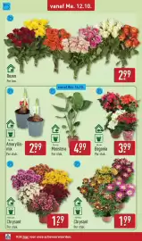 ALDI folder week 42 Pagina 36: Chrysant €1,29, Amaryllis mix €2,99