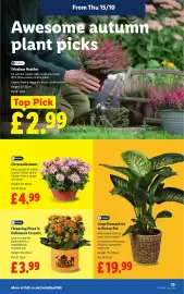 Lidl leaflet week 42 Page 27: Flowering Plant in Halloween Ceramic €3,99, Chrysanthemum €4,99