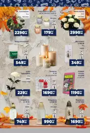 Goods Market akciós újság Oldal 10: Üvegmécse €179,00, Florimo orchidea virágföld €1.190,00