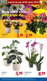 Folheto Lidl semana 42 Página 5: Mix Alocasia €5,99, Orquídea 2 Hastes €8,99