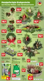 Thomas Philipps Prospekt woche 42 Seite 5: Hornveilchen oder Stiefmütterchen €1,99, Grabkranz €12,98