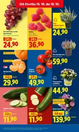 Lidl leták Strana 11: Rajčata keříková €49,90, Vřes dvoubarevný €59,90