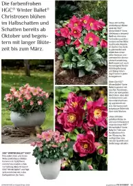 Dehner Flugblatt Seite 11