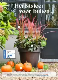Intratuin folder Pagina 8: 8. * extra Pompoen 5.99 Nú voor members* 3.99 Herfstsfeer voor buiten ECO CHEQUES 3 1 2 ECO