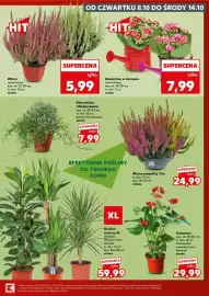 Kaufland gazetka Strona 7: HIT OD CZWARTKU 8.10 DO ŚRODY 14.10 HIT Wrzos różne kolory wys. ok. 23-28 cm, śr. don. 12 cm