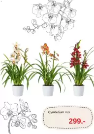 Blomsterlandet reklamblad Sida 2: Cymbidium mix €299,00
