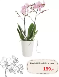 Blomsterlandet reklamblad Sida 3: Brudorkidé multiflora, rosa €199,00