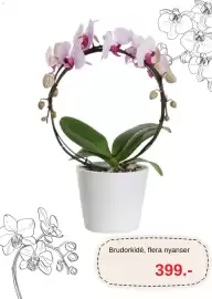 Blomsterlandet reklamblad Sida 4: Brudorkidé €399,00