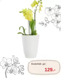 Blomsterlandet reklamblad Sida 5: Brudorkidé, gul €129,00