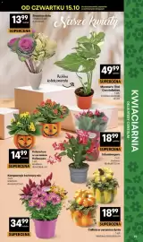 Delikatesy Centrum gazetka tydzień 42 Strona 35: Callisia w ceramice dynia €18,99, Kwiaty w doniczce €34,99